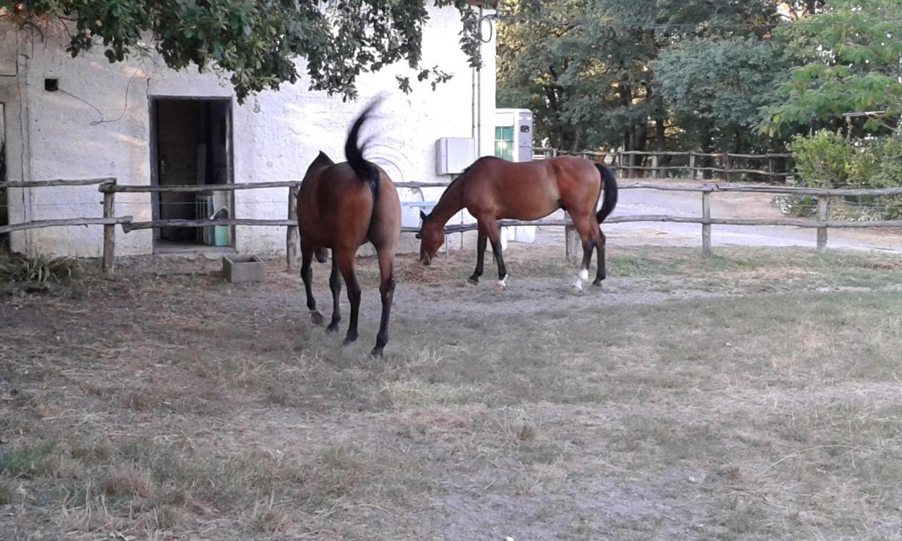 Ferme Equestre Des Abrons Villa Pailloles Exteriör bild